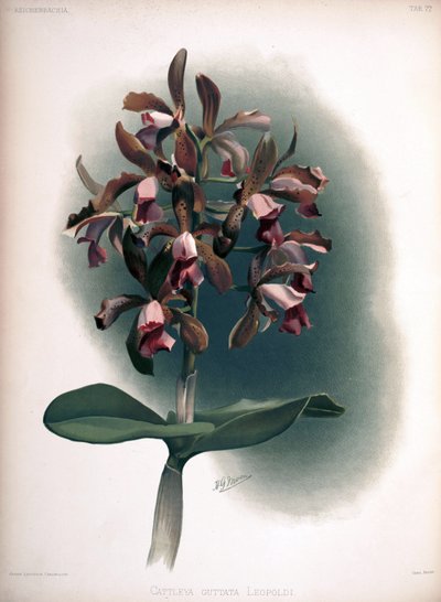 Cattleya tigrina als syn.: Cattleya guttata var. leopoldii von London H. Sotheran and Co.